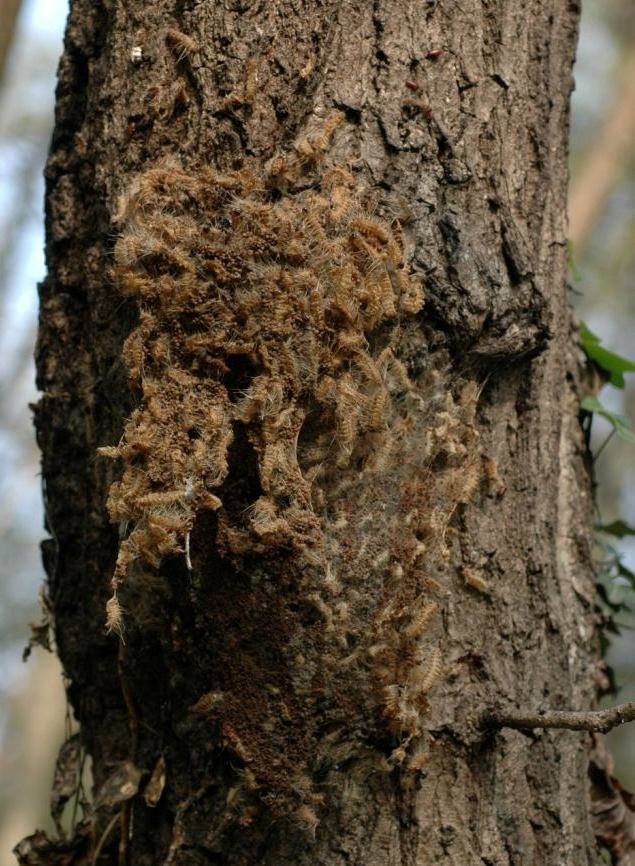 Thaumetopoea processionea nel Parco delle lame del Sesia